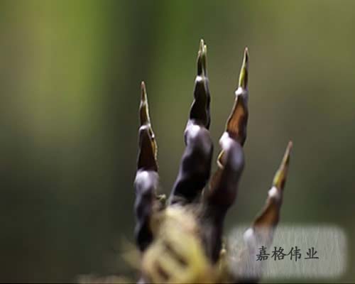 灌缝胶厂家如雨后春笋般涌现